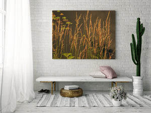 Tall slender grasses rise above pond water with scattered green lily pads