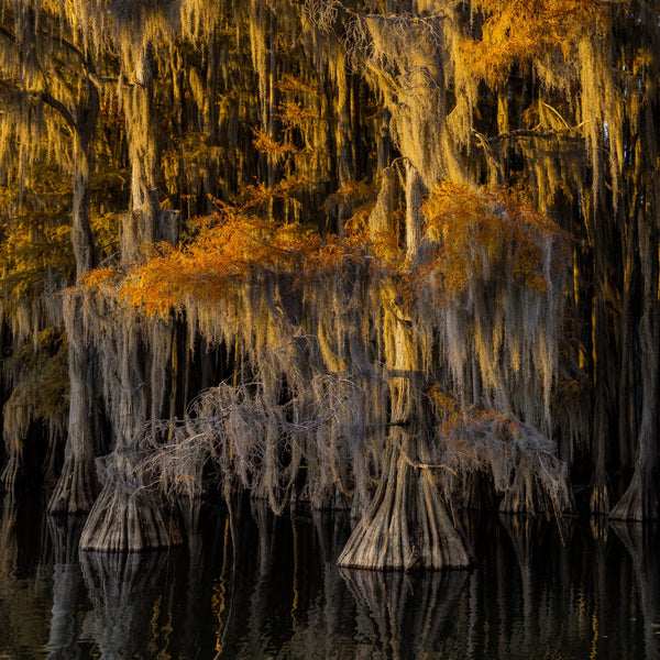 Golden light on Cypress Trees | Photo Art Print fine art photographic print