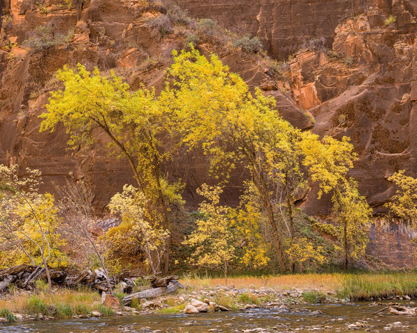 Golden yellow trees Zion National Park | Photo Art Print fine art photographic print