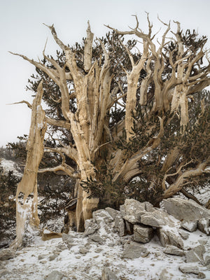 Pale twisted bristlecone trunks contrast with dark needles and snow-covered ground