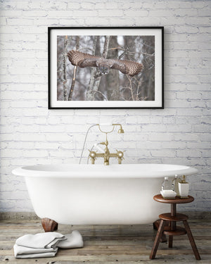 Great Gray Owl in Flight | Photo Art Print fine art photographic print