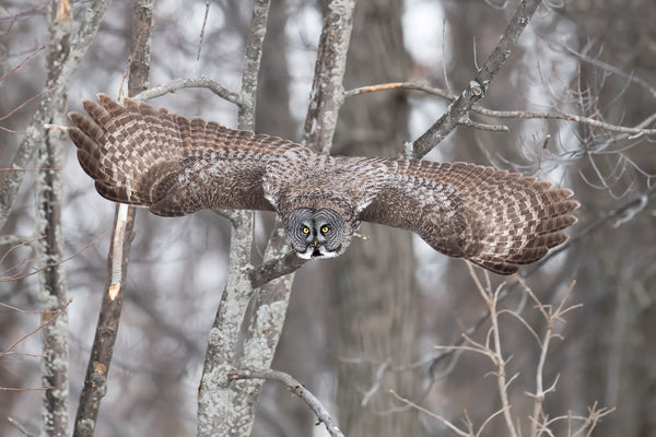 Great Gray Owl in Flight | Photo Art Print fine art photographic print