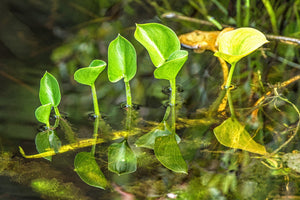 Plantas de plátano acuático de lirio de la paz Parque Algonquin | Foto Impresión de arte Fine Art impresión fotográfica