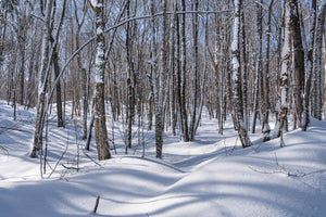 Fresh snow rests against slender tree trunks beneath a pale blue winter sky