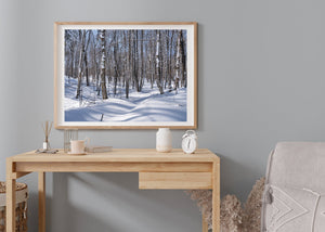 A colour winter photograph captures sunlit snow and closely spaced forest trunks