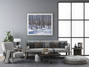 Bare branches and snow-covered bark form intricate patterns in a quiet Ontario woodland