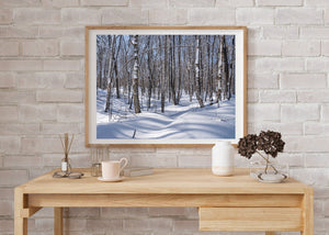 A bright snowy forest landscape combines white bark, bare branches, and blue shadows