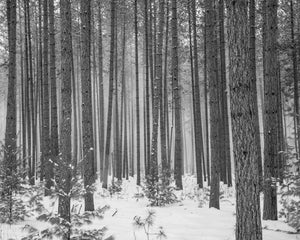 Haliburton County tall trees in winter | Photo Art Print fine art photographic print