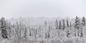 Snow-coated conifers stand against a pale winter sky in Haliburton Forest