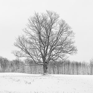 Eenzame esdoorn in boerenveld Haliburton County | Foto Kunstprint Fine Art fotografische afdruk