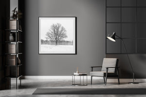 Eenzame esdoorn in boerenveld Haliburton County | Foto Kunstprint Fine Art fotografische afdruk