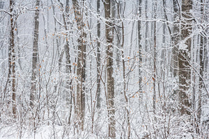 Alberi forestali coperti di neve | Foto Stampa d’arte Fine Art stampa fotografica