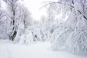 Schnee erobert die Bäume in Haliburton | Foto Kunstdruck Fine Art Fotodruck