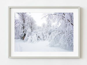 Schnee erobert die Bäume in Haliburton | Foto Kunstdruck Fine Art Fotodruck