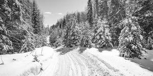 Fresh tracks lead between deep snowbanks and heavily frosted forest trees