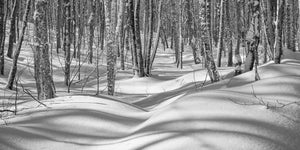 Dense foreste di Haliburton in inverno | Foto Stampa d’arte Fine Art stampa fotografica