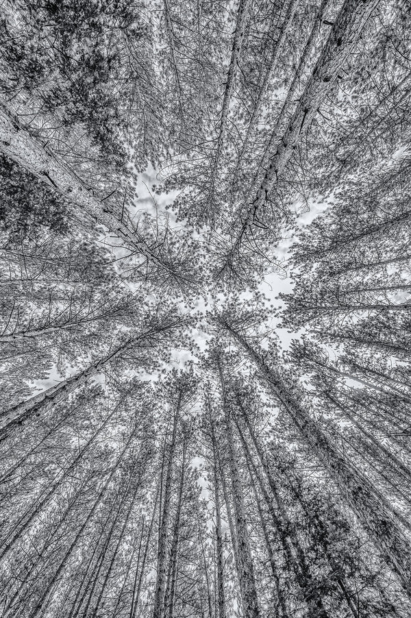 Haliburton forest treetops black and white | Photo Art Print fine art photographic print