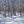 Load image into Gallery viewer, Haliburton winter forest trees | Photo Art Print fine art photographic print
