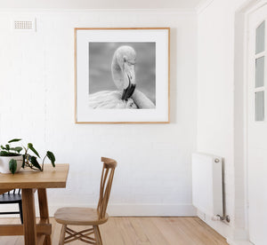 Flamingo eye detail in monochrome photograph