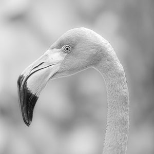 Elegant flamingo close up wildlife wall print