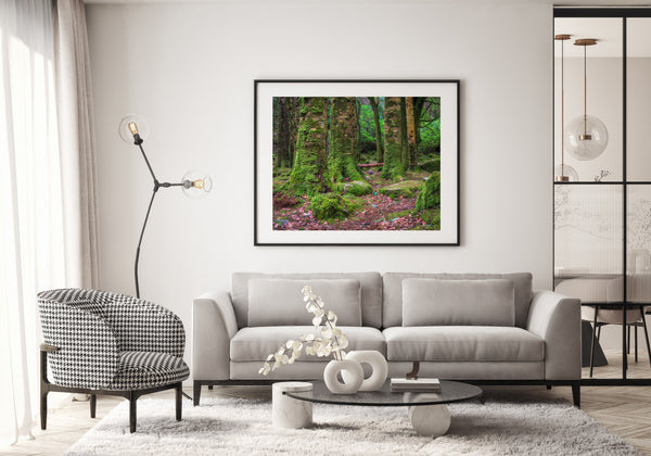 Killarney National Park Forest Trees with moss | Photo Art Print fine art photographic print
