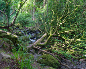 Killarney National Park forest | Photo Art Print fine art photographic print