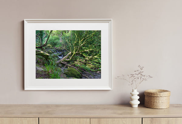 Killarney National Park forest | Photo Art Print fine art photographic print