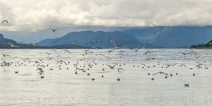 Schwarzbeinige Dreizehenmöwe in Alaska | Foto Kunstdruck Fine Art Fotodruck
