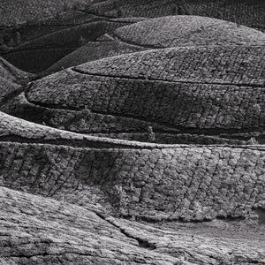 Los arbustos de té forman hileras estampadas a lo largo de las colinas de Kodanad en blanco y negro.
