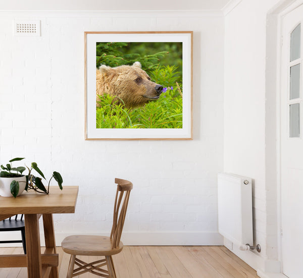 Large brown bear headshot in Alaska | Photo Art Print fine art photographic print