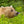 Large brown bear headshot in Alaska | Photo Art Print fine art photographic print