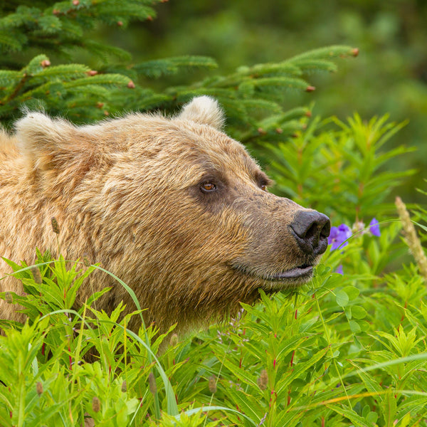 Large brown bear headshot in Alaska | Photo Art Print fine art photographic print