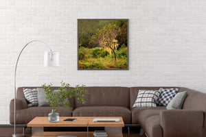 Der innere Regenwald von British Columbia | Foto Kunstdruck Fine Art Fotodruck