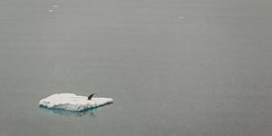 Single Antarctic penguin on snow-covered floating ice against grey water