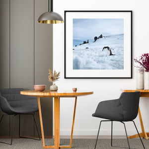 Lone Chinstrap penguin walking towards the water Antarctica | Photo Art Print fine art photographic print