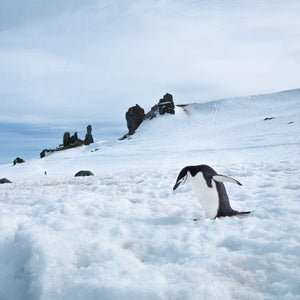 Lone Chinstrap penguin walking towards the water Antarctica | Photo Art Print fine art photographic print