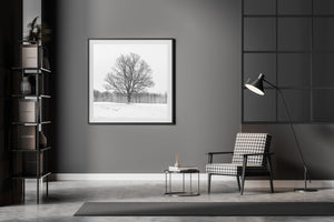 Lone maple tree in farmers field Haliburton County | Photo Art Print fine art photographic print