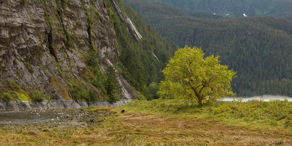 Lone tree in the British Columbia rain forest | Photo Art Print fine art photographic print