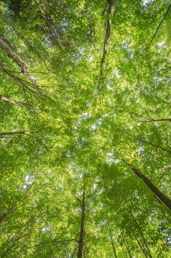 Looking straight up into the green tree canopy | Photo Art Print fine art photographic print