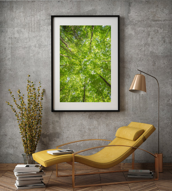 Looking straight up into the green tree canopy | Photo Art Print fine art photographic print