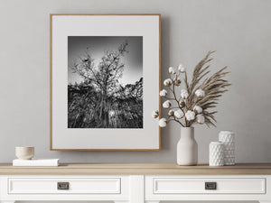 Looking up moody Cypress Tree | Photo Art Print fine art photographic print