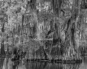 Black and white cypress trees draped in moss above calm Louisiana swamp water