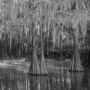 Black and white cypress swamp with hanging moss and pale bands of light on water