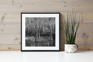 Flared cypress trunks above still Louisiana swamp water in soft mist