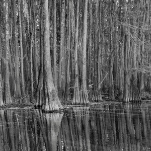 Dense cypress forest with broad roots and wavering reflections in Louisiana