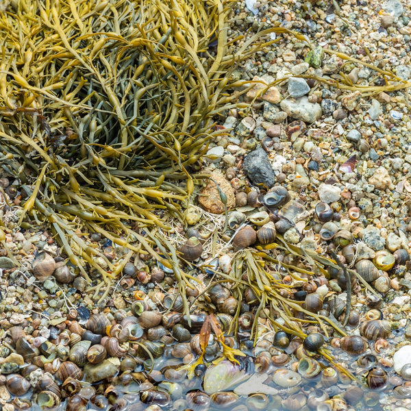 Low Tide Sea Shells Peggys Cove | Photo Art Print fine art photographic print