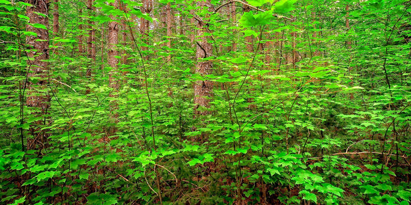 Lush green forest leaves | Photo Art Print fine art photographic print