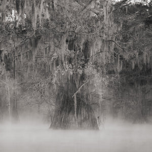 Brume étrange Marais de Louisiane | Photos Tirage d’art Fine Art impression photographique