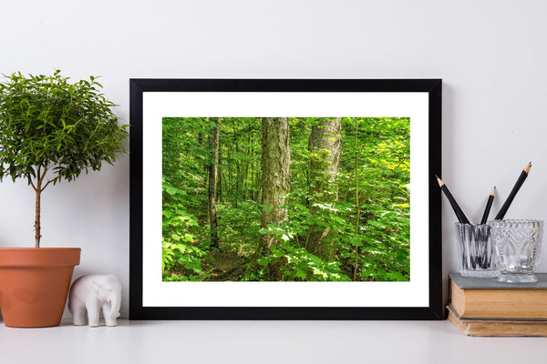 Mizzy Lake Trail Algonquin forest trees | Photo Art Print fine art photographic print