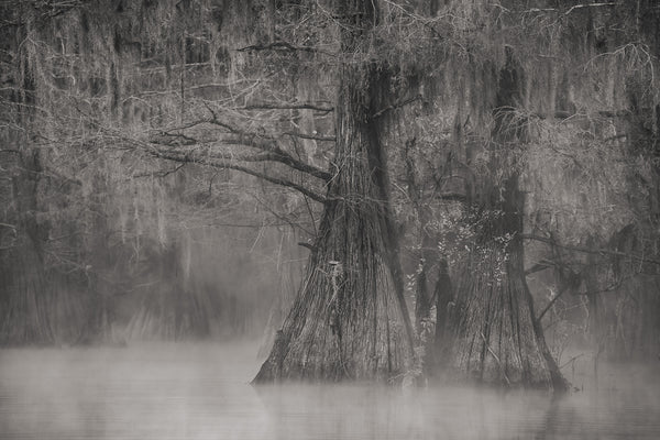 Moody morning mist Louisiana Swamps | Photo Art Print fine art photographic print